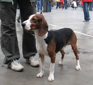 is a serbian tricolour hound a good family dog